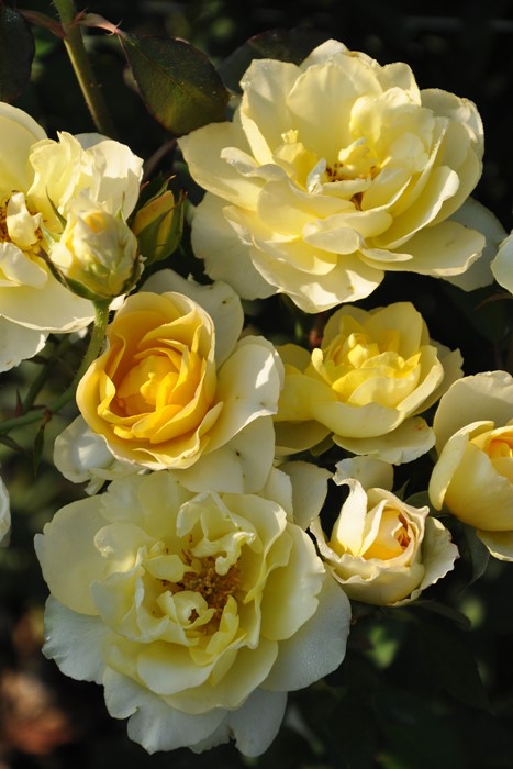 ���ߵ����ġۥХ��� �������ɡ��� ���� 6��ȭ�����ʡη����ʼ�ϡ�Han-DEL��