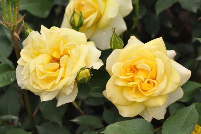 ���ߵ����ġۥХ��� �������ɡ��� ���� 6��ȭ�����ʡη����ʼ�ϡ�Han-DEL��