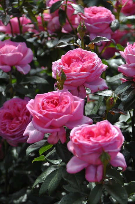 ���ߵ����ġۥХ��� ��������ɥ����ʡ��� ���� 6��ȭ�����ʡ����ӿ建�� ��Ͽ�ʼ�ϡ�Han-DEL��