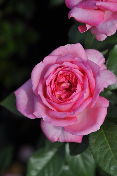 ���ߵ����ġۥХ��� ��������ɥ����ʡ��� ���� 6��ȭ�����ʡ����ӿ建�� ��Ͽ�ʼ�ϡ�Han-DEL��