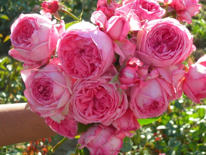 ���ߵ����ġۥХ��� ��������ɥ����ʡ��� ���� 6��ȭ�����ʡ����ӿ建�� ��Ͽ�ʼ�ϡ�Han-DEL��