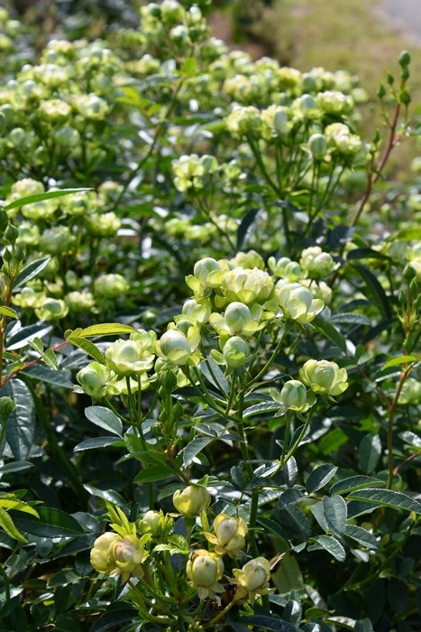 ���ߵ����ġۥХ��� �����졼�� ���� 6��ȭ�����ʡη����ʼ�ϡ�J-FL25��