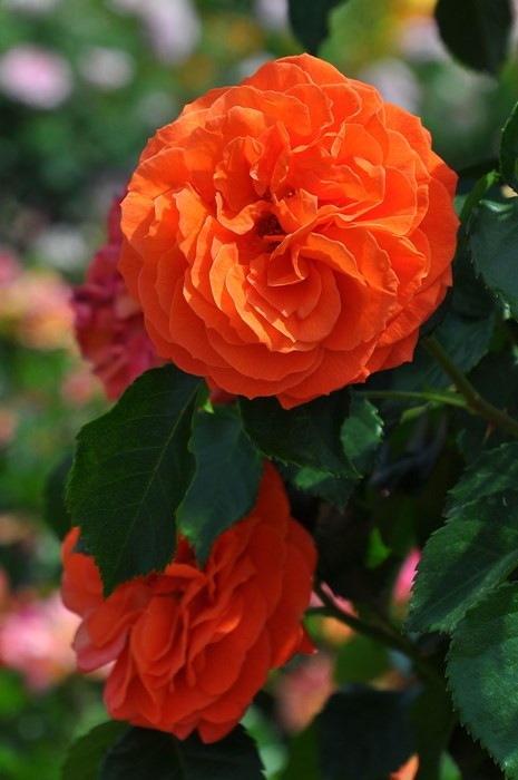 ���ߵ����ġۥХ��� ����ǥ�����󥸥�꡼ ���� 6��ȭ�����ʡη����ʼ�ϡ�IR-IRO3��