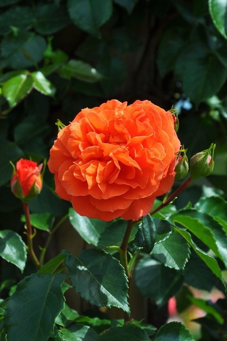 ���ߵ����ġۥХ��� ����ǥ�����󥸥�꡼ ���� 6��ȭ�����ʡη����ʼ�ϡ�IR-IRO3��