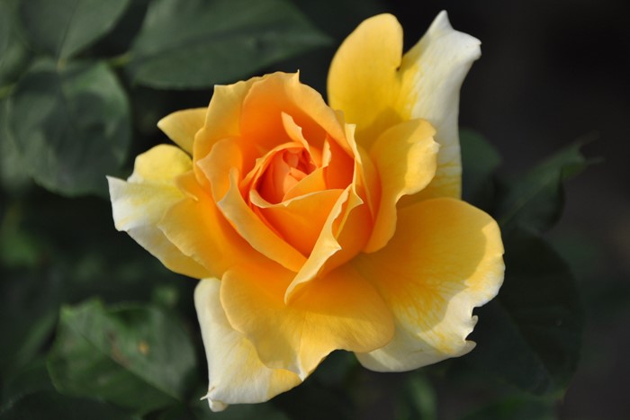 Хġġۥޥॷ륽С  6ȭʡJ-HT20