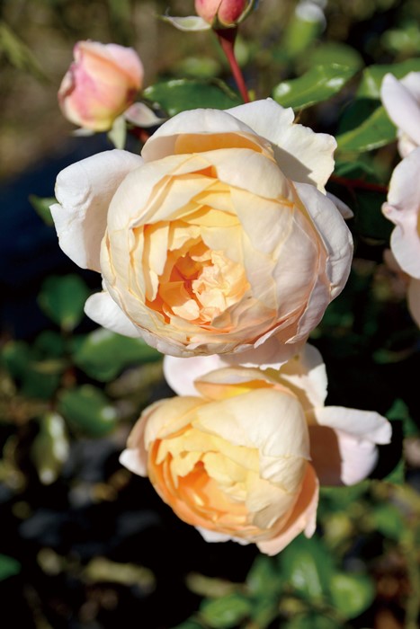 Хġġۥѡ˥  6ȭʡӿ建 ʼϿдϡJ-RP