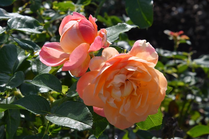 Хġġۥѡ˥  6ȭʡӿ建 ʼϿдϡJ-RP