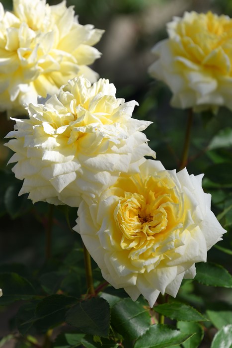 ġۥХ Ҥ­  6ȭʡηʼϡJB-YR2024ʼ