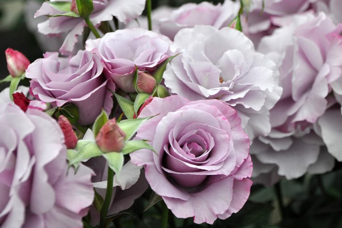 ġۥХ ǥ쥵  6ȭʡηʼϡHan-DEL