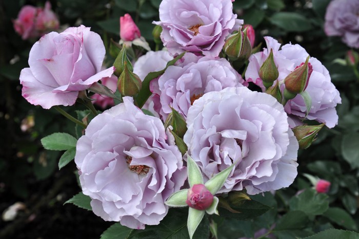 ġۥХ ǥ쥵  6ȭʡηʼϡHan-DEL