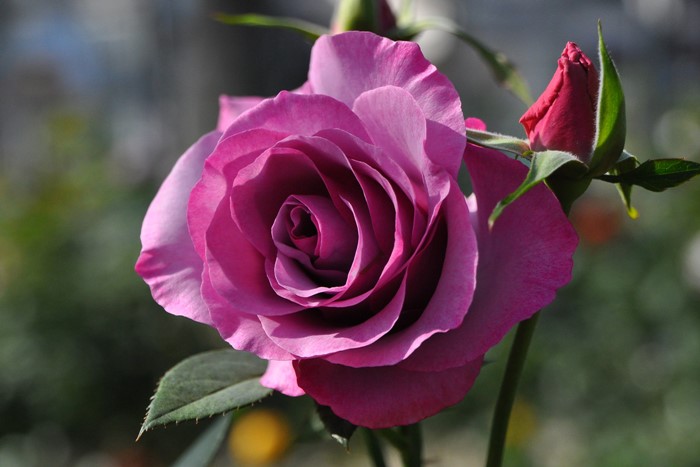 ġۥХ ǥ쥵  6ȭʡηʼϡHan-DEL