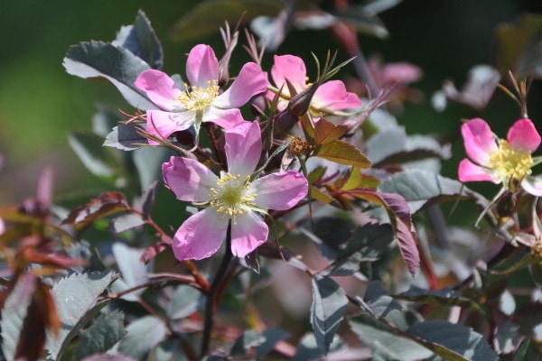 ランキング上位のプレゼント バラ大苗 野生種交雑種 ロサルブリフォリア 植物 観葉植物 Www Trustedpropertyadvisors Com