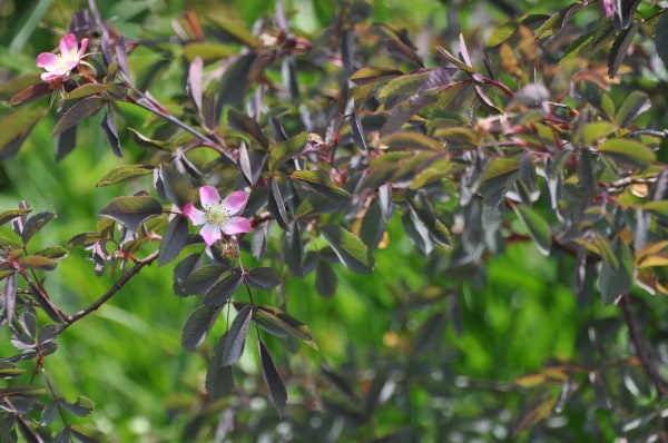 ランキング上位のプレゼント バラ大苗 野生種交雑種 ロサルブリフォリア 植物 観葉植物 Www Trustedpropertyadvisors Com