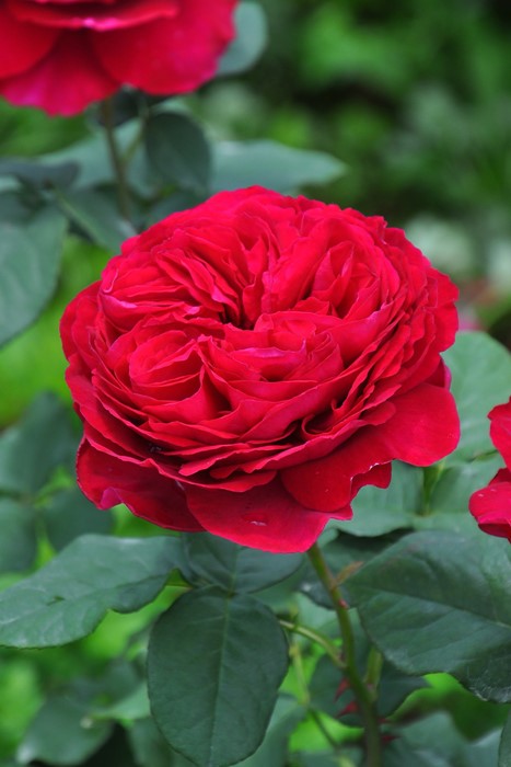 �Х��ġ����ġۥ����ڥ� ���� 6��ȭ�����ʡ����ӿ建�� ��Ͽ�ʼ�ϡ�IR-IRO3��