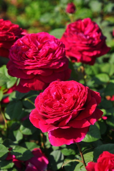 �Х��ġ����ġۥ����ڥ� ���� 6��ȭ�����ʡ����ӿ建�� ��Ͽ�ʼ�ϡ�IR-IRO3��