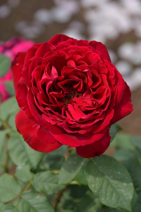 �Х��ġ����ġۥ����ڥ� ���� 6��ȭ�����ʡ����ӿ建�� ��Ͽ�ʼ�ϡ�IR-IRO3��