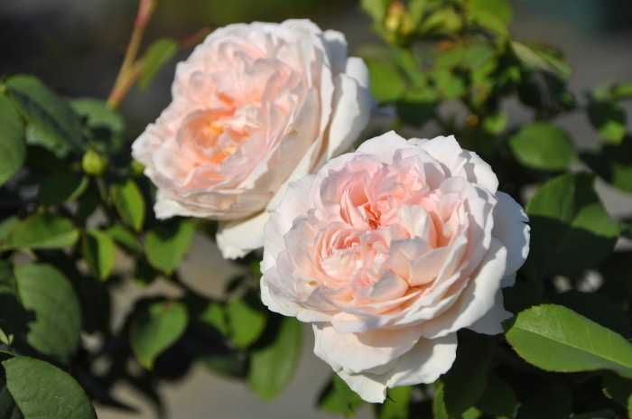 �����ġۥХ��� ����ǥ������ǥʡ� ͢���� 7��ȭ�����ʡ����ӿ建�� ��Ͽ�ʼ�ϡ�ER-Y��