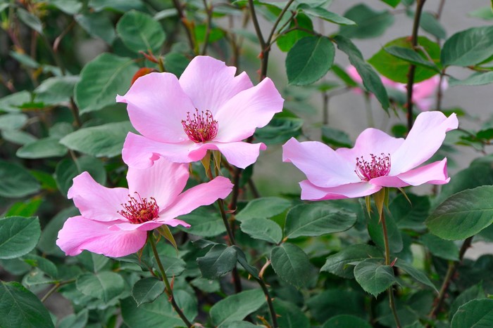 ġۥХ ǥƥ٥  6ȭʡJ-HT20