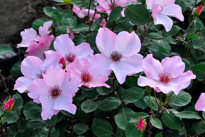 ġۥХ ǥƥ٥  6ȭʡJ-HT20