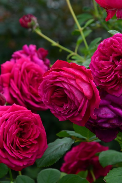 ġۥХ åɥ  6ȭʡηʼϡOS-OS2