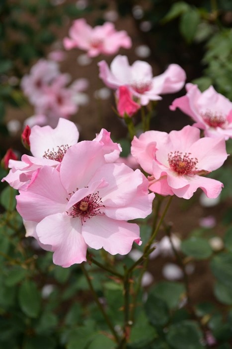 ġۥХ ǥƥ٥  6ȭʡJ-HT20