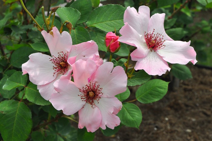 ġۥХ ǥƥ٥  6ȭʡJ-HT20