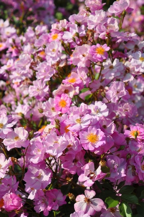 �Х��ġ����ġۥ�٥�����ɥ꡼�� ���� 6��ȭ�����ʡη����ʼ�ϡ�J-CL20��