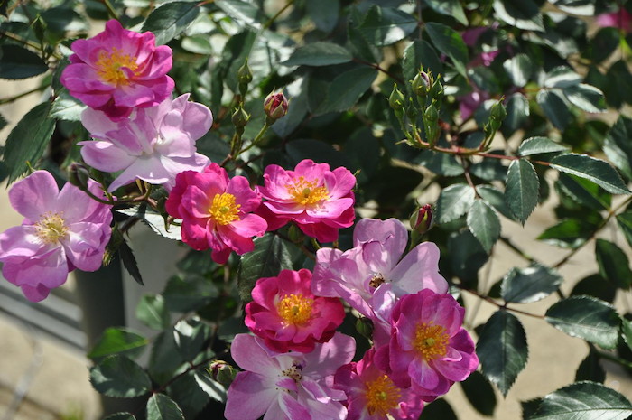 �Х��ġ����ġۥ�٥�����ɥ꡼�� ���� 6��ȭ�����ʡη����ʼ�ϡ�J-CL20��