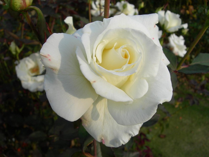 �Х��ġ����ġۥޥ��ॵ�� ���� 6��ȭ�����ʡ�J-HT20��