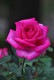�Х��ġ�6�濷�ġۥѥ����� ���� 6��ȭ�����ʡ�J-HT10��
