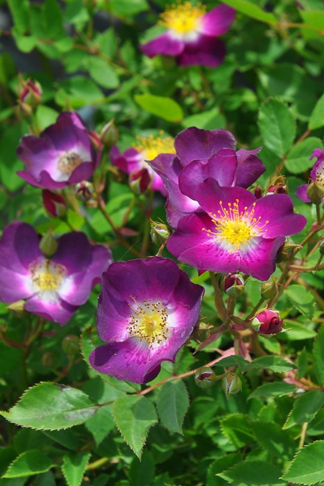 �Х��ġ����ġۥѥ�ե����ࡼ�� ���� 6��ȭ�����ʡη����ʼ�ϡ�OM-ZEK��