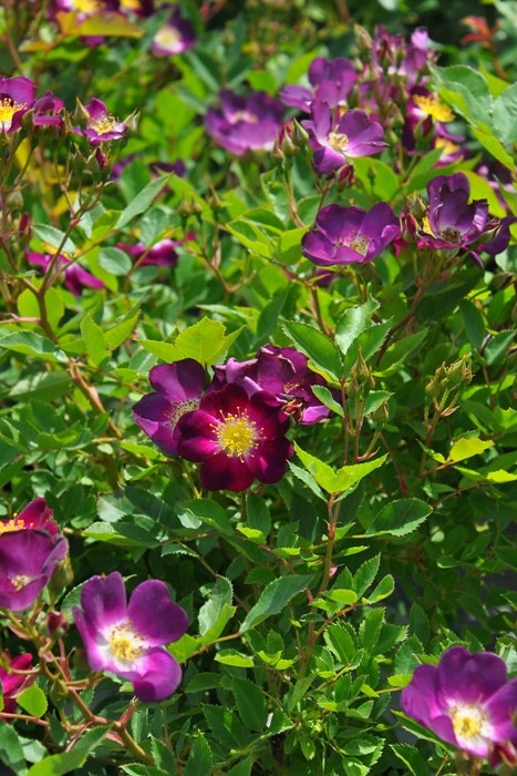 �Х��ġ����ġۥѥ�ե����ࡼ�� ���� 6��ȭ�����ʡη����ʼ�ϡ�OM-ZEK��