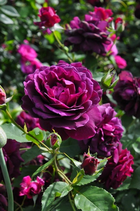 ���ߵ����ġۥХ��� �ޤ�ڿ���ۥޥ� ���� 6��ȭ�����ʡη����ʼ�ϡ�OM-ZEN��