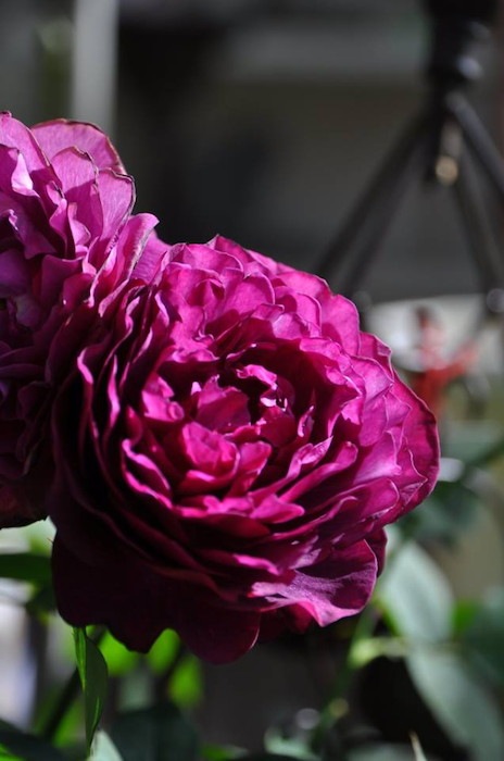 ���ߵ����ġۥХ��� �ޤ�ڿ���ۥޥ� ���� 6��ȭ�����ʡη����ʼ�ϡ�OM-ZEN��