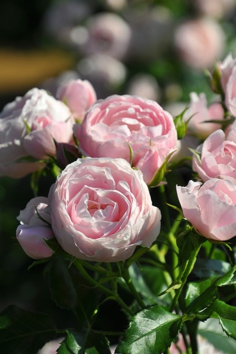 ���ߵ����ġۥХ��� �ϥ󥹥����ͥХ��� ���� 6��ȭ�����ʡη����ʼ�ϡ�J-IRM3�ա�1120�����