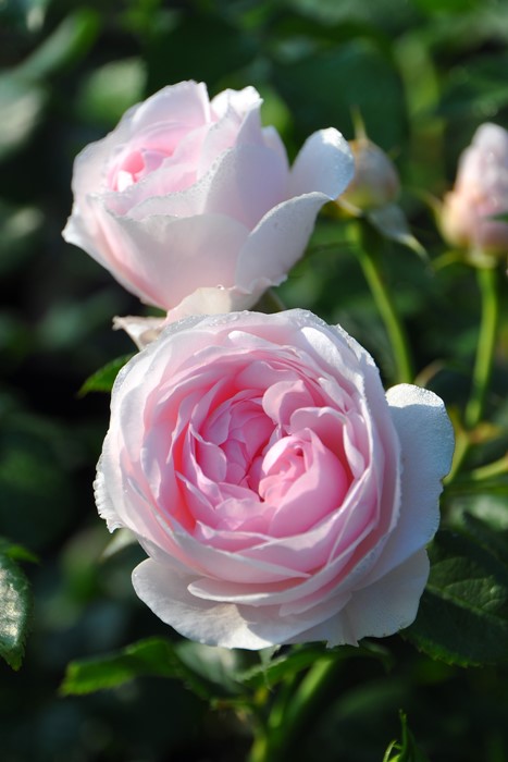 ���ߵ����ġۥХ��� �ϥ󥹥����ͥХ��� ���� 6��ȭ�����ʡη����ʼ�ϡ�J-IRM3�ա�1120�����