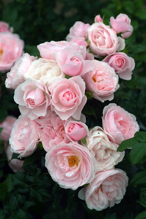 ���ߵ����ġۥХ��� �ϥ󥹥����ͥХ��� ���� 6��ȭ�����ʡη����ʼ�ϡ�J-IRM3�ա�1120�����