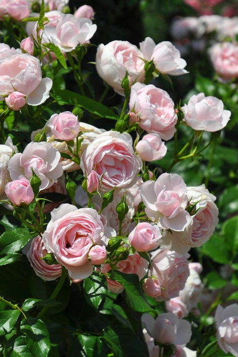 ���ߵ����ġۥХ��� �ϥ󥹥����ͥХ��� ���� 6��ȭ�����ʡη����ʼ�ϡ�J-IRM3�ա�1120�����