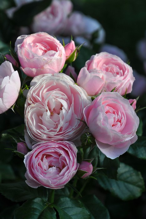 ���ߵ����ġۥХ��� �ϥ󥹥����ͥХ��� ���� 6��ȭ�����ʡη����ʼ�ϡ�J-IRM3�ա�1120�����