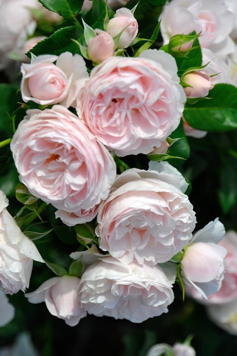 ���ߵ����ġۥХ��� �ϥ󥹥����ͥХ��� ���� 6��ȭ�����ʡη����ʼ�ϡ�J-IRM3�ա�1120�����