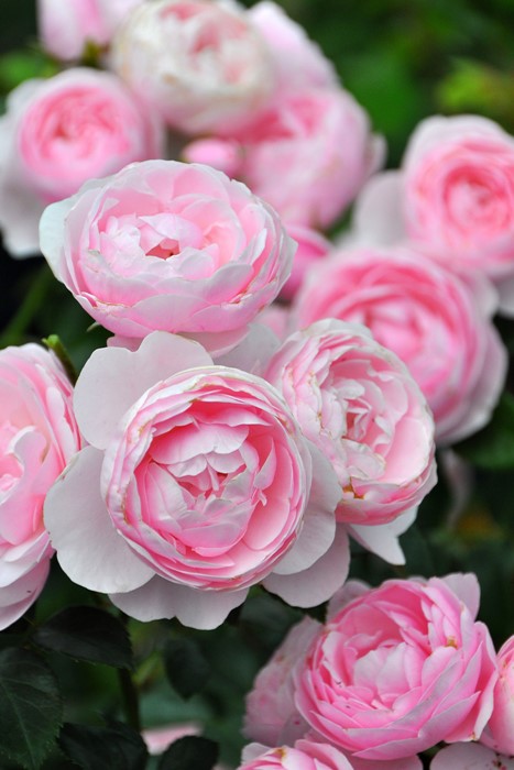 ���ߵ����ġۥХ��� �ϥ󥹥����ͥХ��� ���� 6��ȭ�����ʡη����ʼ�ϡ�J-IRM3�ա�1120�����