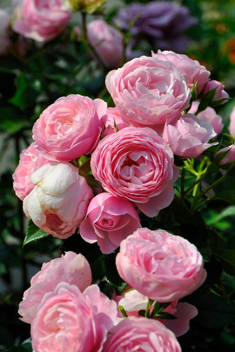 ���ߵ����ġۥХ��� �ϥ󥹥����ͥХ��� ���� 6��ȭ�����ʡη����ʼ�ϡ�J-IRM3�ա�1120�����