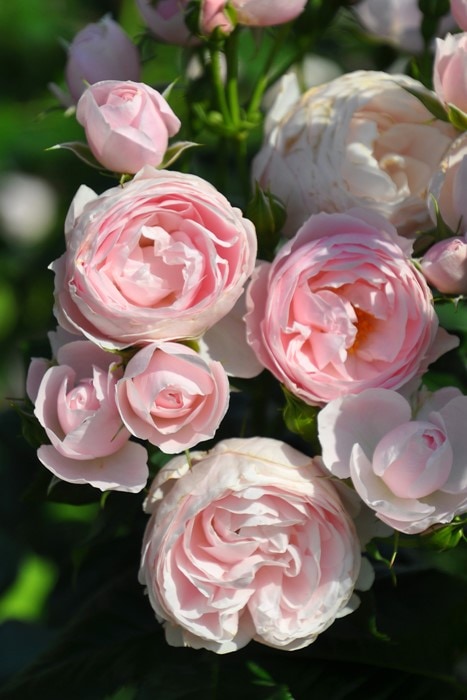 ���ߵ����ġۥХ��� �ϥ󥹥����ͥХ��� ���� 6��ȭ�����ʡη����ʼ�ϡ�J-IRM3�ա�1120�����