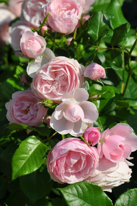 ���ߵ����ġۥХ��� �ϥ󥹥����ͥХ��� ���� 6��ȭ�����ʡη����ʼ�ϡ�J-IRM3�ա�1120�����