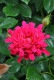 �Х��ġ�6�濷�ġۥ���ޥ饹��åե� ���� 6��ȭ�����ʡ����ӿ建�� ��Ͽ�ʼ�ϡ�IR-IRO4��