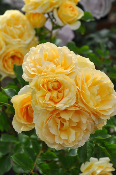 �����ġۥХ��� ���ץ�󥰥ɥ꡼�� ���� 6��ȭ�����ʡη����ʼ�ϡ�KMG-GR��