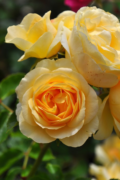 �����ġۥХ��� ���ץ�󥰥ɥ꡼�� ���� 6��ȭ�����ʡη����ʼ�ϡ�KMG-GR��