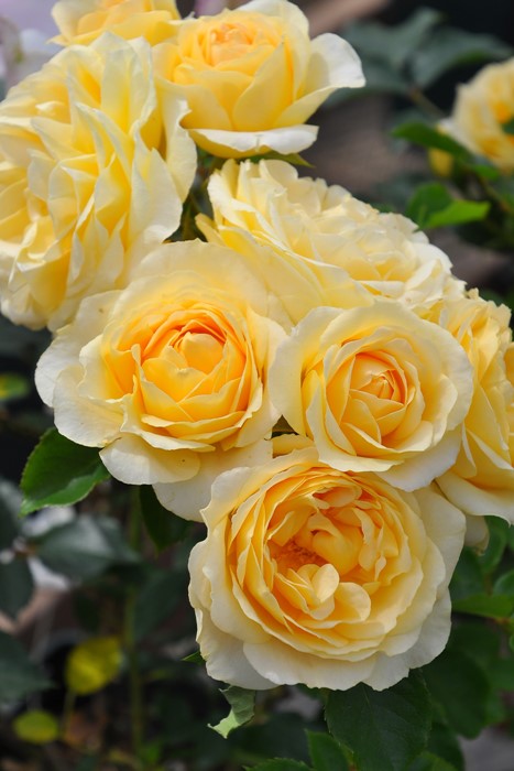 �����ġۥХ��� ���ץ�󥰥ɥ꡼�� ���� 6��ȭ�����ʡη����ʼ�ϡ�KMG-GR��