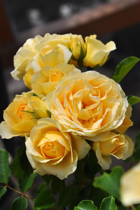 �����ġۥХ��� ���ץ�󥰥ɥ꡼�� ���� 6��ȭ�����ʡη����ʼ�ϡ�KMG-GR��