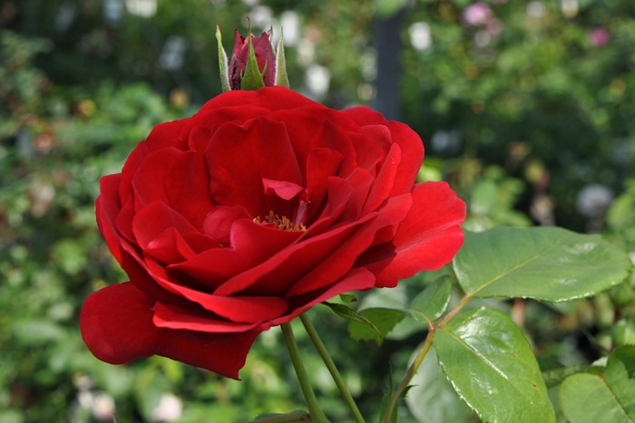 Хġġۥѥ  6ȭʡJ-CL20